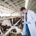 Essential Strategies for Preventing and Treating Common Eye Problems in Livestock