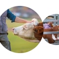 Effective Strategies for Managing Skin Conditions in Livestock