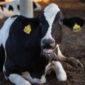 Recognizing Signs of Stress and Discomfort in Livestock for Better Health Management