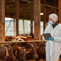 Essential Biosecurity Measures for Livestock Health Services