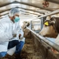 Effective Strategies for Preventing and Controlling Infectious Diseases in Livestock