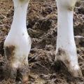 Essential Strategies for Preventing and Treating Musculoskeletal Problems in Livestock