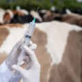 Essential Vaccinations for Livestock: Ensuring Optimal Health and Productivity