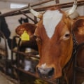 Essential Nutritional Strategies for Optimal Livestock Health