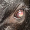 Recognizing and Treating Common Eye Problems in Livestock for Better Health