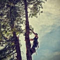 Enhance Livestock Health with Professional Tree Trimming in Maysville