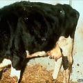 Recognizing Signs of Unhealthy Livestock: A Guide to Ensuring Animal Well-Being