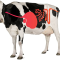Understanding Digestive Issues in Livestock and Effective Treatment Options