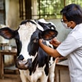 Understanding and Managing Common Behavioral Issues in Livestock for Better Health