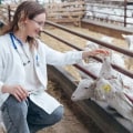 Identifying and Treating Parasites in Livestock: A Guide to Ensuring Livestock Health