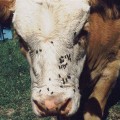 Understanding Common Parasites Impacting Livestock Health