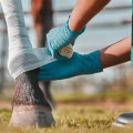 Understanding Common Injuries in Livestock and Their Impact on Health Services