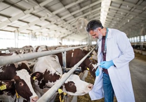 Essential Strategies for Preventing and Treating Common Eye Problems in Livestock