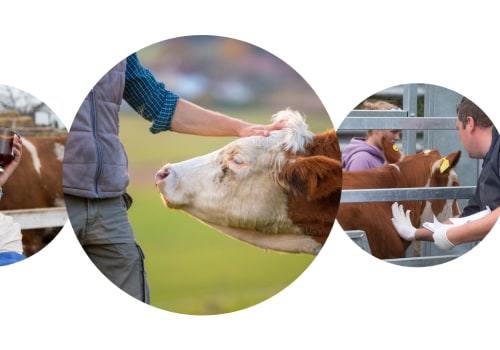 Effective Strategies for Managing Skin Conditions in Livestock