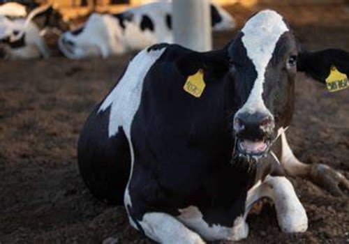 Recognizing Signs of Stress and Discomfort in Livestock for Better Health Management