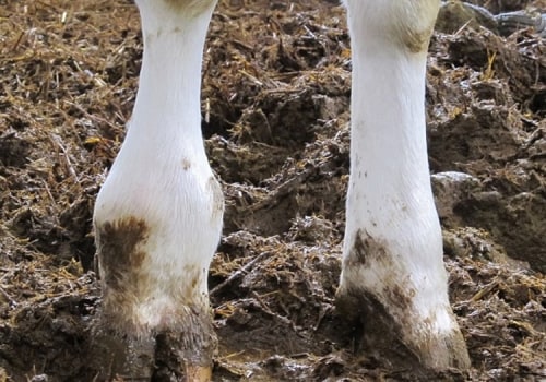 Essential Strategies for Preventing and Treating Musculoskeletal Problems in Livestock