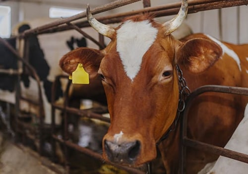 Essential Nutritional Strategies for Optimal Livestock Health