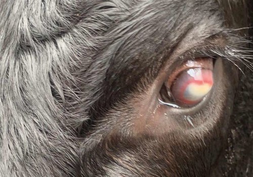 Recognizing and Treating Common Eye Problems in Livestock for Better Health