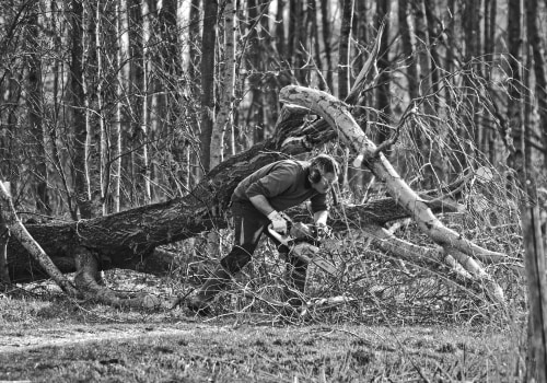 Protecting Natural Assets with Arborist Services