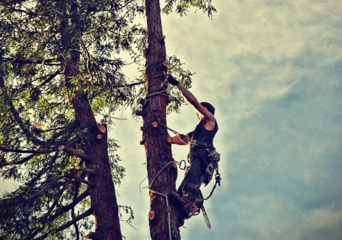Enhance Livestock Health with Professional Tree Trimming in Maysville