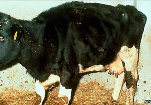 Recognizing Signs of Unhealthy Livestock: A Guide to Ensuring Animal Well-Being