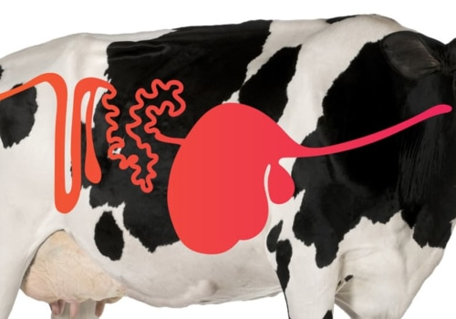 Understanding Digestive Issues in Livestock and Effective Treatment Options