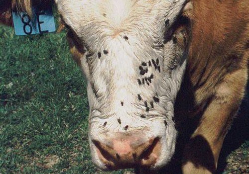 Understanding Common Parasites Impacting Livestock Health