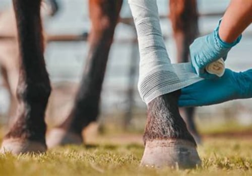 Understanding Common Injuries in Livestock and Their Impact on Health Services